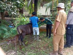 Puluhan Sapi Ruminansia Bantuan Anggota DPR RI Alex Indra Lukman Mati Mendadak di Mentawai