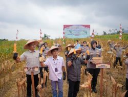 Bupati Solok Hadiri Panen Raya Jagung Serentak Kuartal III di Sukarami
