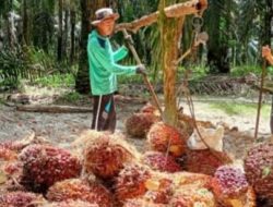 Pemerintah Gaspool Hilirisasi Perkebunan di Sumatra Barat
