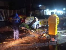 Tiga Hari Dilanda Cuaca Ekstrem, 18 Pohon Tumbang di Padang