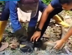 Evakuasi King Cobra di Lubuk Sikaping Berlangsung Dramatis, Dua Petugas Damkar Terluka