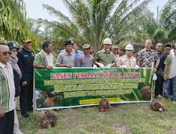 Program Replanting Sawit di Sumbar Mulai Menunjukkan Hasil, Petani di Agam Panen Perdana