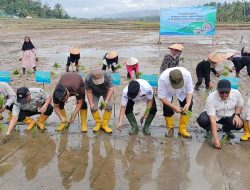 Rehabilitasi Sawah Pascabencana Hidrometeorologi di Kabupaten Solok Dimulai