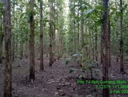 Perhutani, Kisah Panjang Rimba Jawa Sejak Dua Abad Silam Oleh: Khairul Jasmi