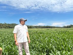 Rahmat Saleh Targetkan Lahan Jagung Sumbar Tembus 4.000 Hektare pada 2026