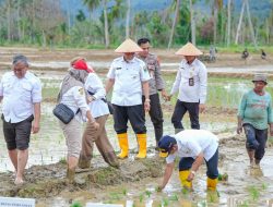 Pascabencana, Rehabilitasi Lahan Pertanian Rusak Ringan dan Sedang di Sumbar Tuntas