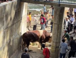 Lambo, Sapi Kurban 1,2 Ton Milik Wagub Sumbar Hebohkan Warga Pelosok Pasaman