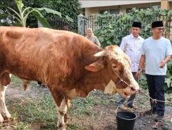 Momen Idul Adha,Golkar Sumbar Kurban 17 Ekor Sapi