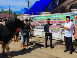 Sapi Kurban Presiden Prabawo untuk Warga Alahan Mati, Bupati Welly: Wujud Kepedulian untuk Masyatakat